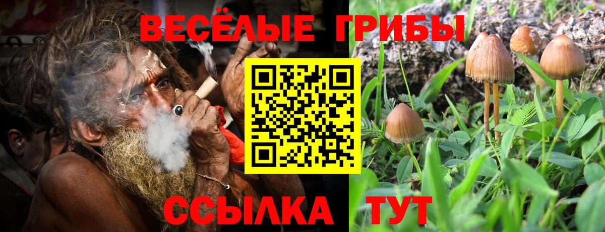 Галлюциногенные грибы Cubensis Елец